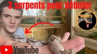 3 serpent pour d&eacute;buter parfait pour d&eacute;butant