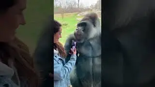 This Gorillas Reaction To Her Phone Is Unexpected And Hilarious