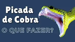Curso (PICADA DE COBRA) - Primeiros Socorros (Butantan / Venenosa / Peçonhenta)