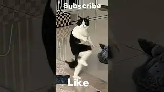 Танцующий кот 😺 Funny Dancing Cat #shorts  #ytshorts  #viralvideo  #funnyvideo  #pets