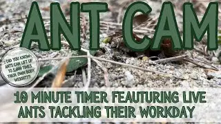 Live Ant Cam || Educational Timer || 10 Minute #live #education #timer #learning #nature