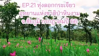 EP.21 ทุ่งดอกกระเจียว อุทยานแห่งชาติป่าหินงาม จ.ชัยภูมิ ล่าสุด กรกฎาคม 2566