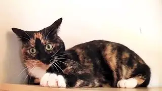Cat Toys and Kits Cats
