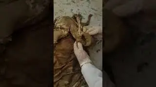 The rumen - reticulum - omasum - abomasum