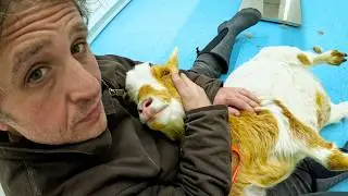 Rushing My Goat to the Hospital on Christmas Eve