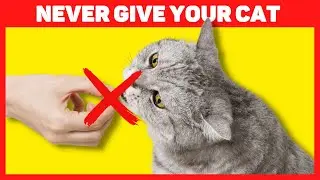 25 Foods toxic to cats 🙀🥑 | Don't feed your cat