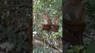 Jungle Monkeys Real Life🌿🌳🐒🐒🍊🍌🌳🍃#fypシ゚viral#fypシ#fyp#foryou#viral #monkey#animals#trending#wildlife