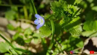 🌱bioindicator / 🌱bioindicador