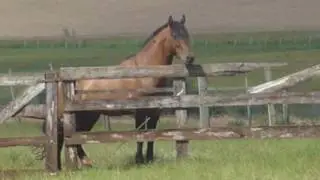 Os Olhos do Meu Cavalo_.wmv