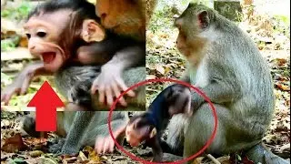 OMG ! Pity baby Chikis cry extremely loudly cos female monkey do very bad-Connie seem don't care.