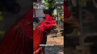 Cara memilih ayam yang bagus #shortvideo #ayambangkokimport #ayambangkokindonesia #anakayambangkok