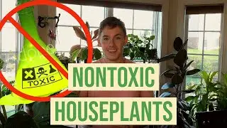 10 Non Toxic Houseplants
