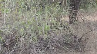 Karongwe Game Private Reserve MAH03997