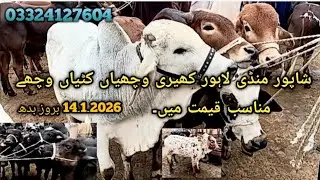 Shapor mandi #cow new updat 14.1.2026چھوٹی کٹیاں کٹے وچھیاں وچھے  #bullfarm #animals #naveedcattl 