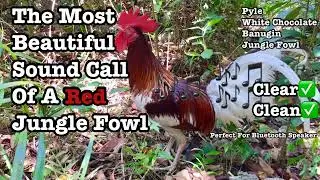 Red Jungle Fowl Sound Call | Huni Ng Banugin Na Labuyo