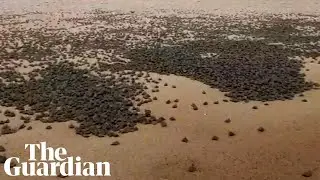 Scientists record world's largest hatching of baby turtles in South America