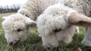 Lambs running & playing