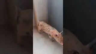 leit&atilde;o piatram com landrace