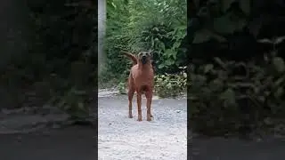 Some of soi dogs are Thai ridge back doc