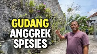 Lengkap! Anggrek Spesies Indonesia di Kebun Mas Fajar, dari Full Sun sampai Naungan