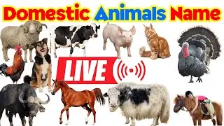 LIVE Domestic Animals 🐄🐕 | Animals Name in English & Hindi | Hindi Kids Rhyme
