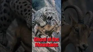 Snow leopard's amazing chase! #leopard #goat  #wildlife