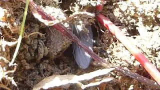 Black Garden Ants - Queen - Lasius niger - Svartmurar - Mauradrottning - Skord&yacute;r
