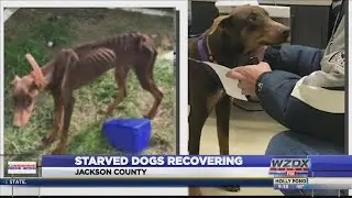 WATCH: Starved dogs making great recovery