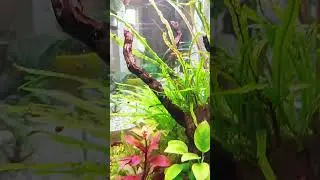 Красавцы фильтраторы #аквариумистика