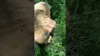 ГРИБ - УБИЙЦА! Трутовик серно-жёлтый.