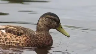 Naturen