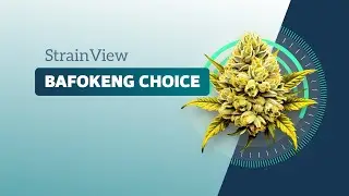 Bafokeng Choice - Strainview