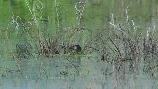 Little Grebe Nesting 2018 11 18 Wakuba