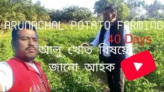 Arunachal Potato Farming । আলু খেতি বিষয়ে জানো আহক ।