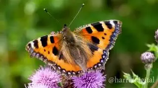 Small Tortoiseshell (Aglais urticae) butterfly