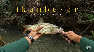 Ikan Hampala Besar di Sungai Sekecil ini 😮 #fishing #mamcingliar #castinghampala #mancing