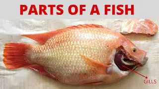 PARTS OF A FISH | What are the Parts of a Fish? | Red Tilapia and its Parts |