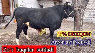 💯DEXQON . ARZON AYTIB QUYDI.  ZO’R BUQALAR EKAN . Dastafka yuq, 