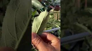 पौधा खुद बता रहा है &mdash; सब कुछ ठीक है! M9 Rootstock Apple Tree Check