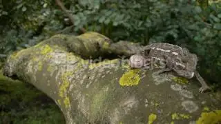 CHAMELEON WALKING LOCUST BRANCH WITH PATCHES OF YELLOW LICHEN AND BEING FOUND A SNAIL HEXG3CDZG