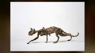Stalking Cat