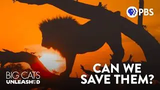 Africa&rsquo;s Big Cats are Disappearing. What Can We Do? | Big Cats Unleashed
