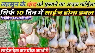 लहसुन🧄 के कंद को बढ़ाने का अचूक😱 फॉर्मूला। Lahsun Mein Kand Ka Size Kaise Badhaen #farming #lahsun