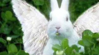 Angel Bunny Song!