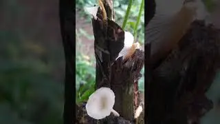 Kingdom fungi 🪸🍄😍 #KingdomFungi #Mushrooms #Nature #shorts