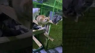 МирМурМяу