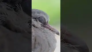 how do BIRD sleep?