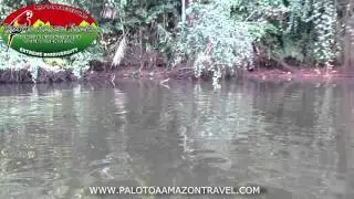 GIANT OTTER MANU RESERVED ZONE AMAZON TRAVEL