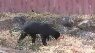 東山動物園　マレーグマ脱走未遂　マーチンお外解禁日