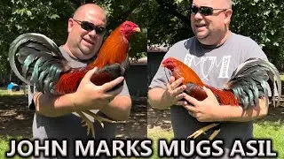 TEXAS John Anthony Marks Mugs Asil - Master Breeder in Palestine Texas